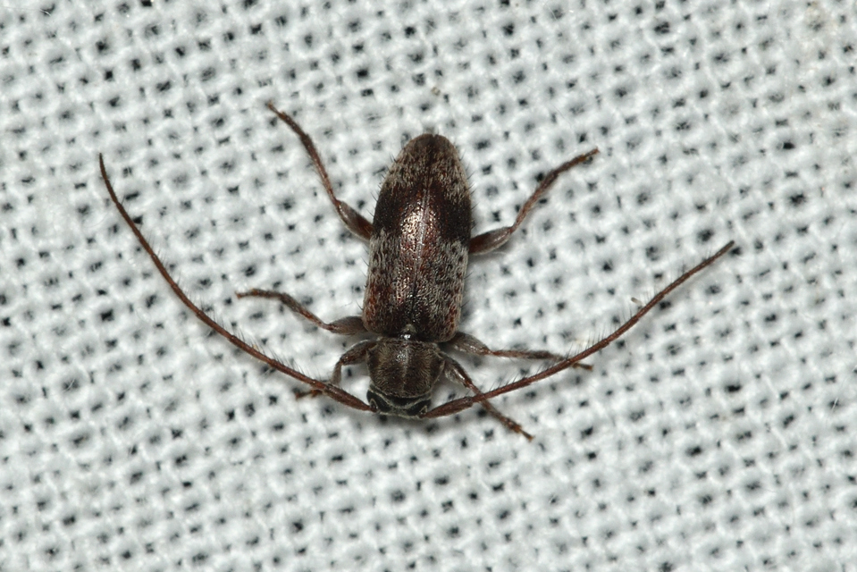 Exocentrus punctipennis - szilfa-rőzsecincér