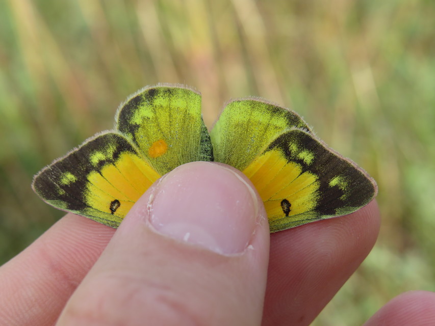 Colias chrysotheme - dolomit-kéneslepke