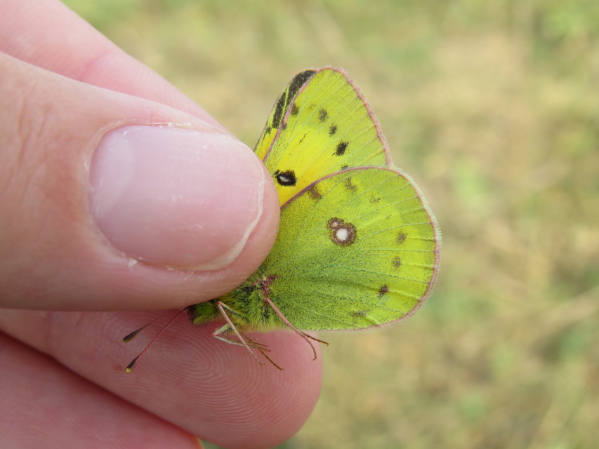 Colias chrysotheme - dolomit-kéneslepke