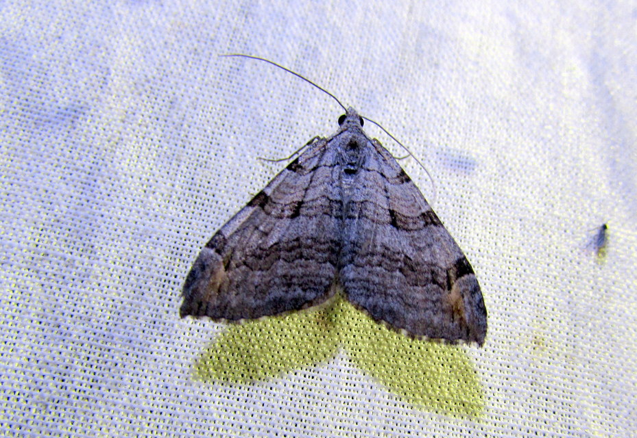 Aplocera efformata/plagiata