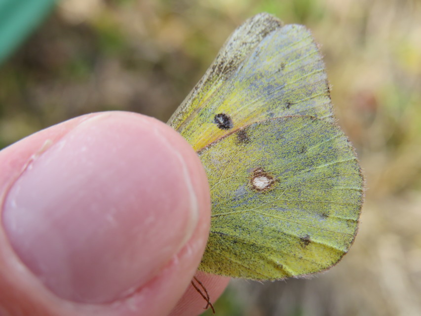Colias chrysotheme - dolomit-kéneslepke