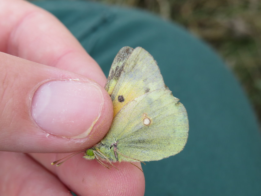 Colias chrysotheme - dolomit-kéneslepke