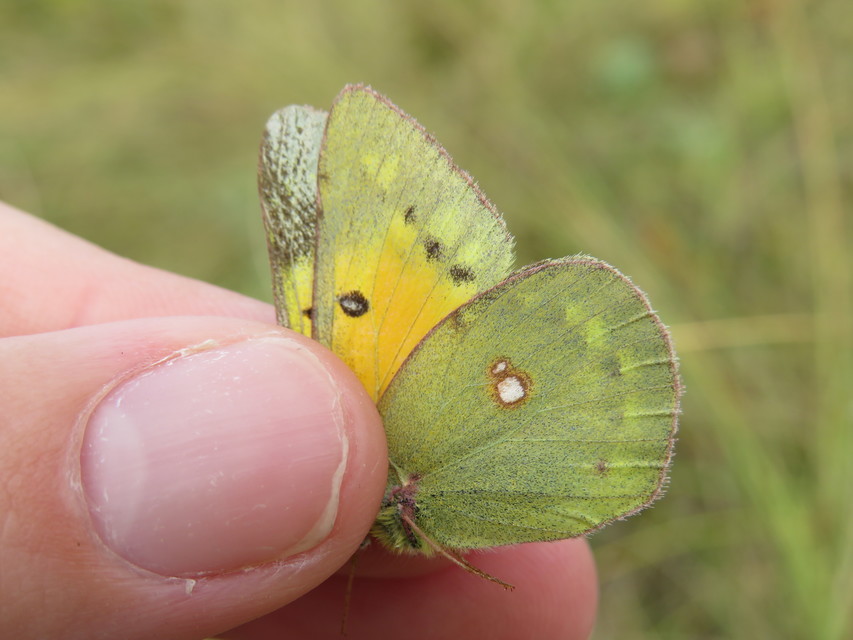 Colias chrysotheme - dolomit-kéneslepke