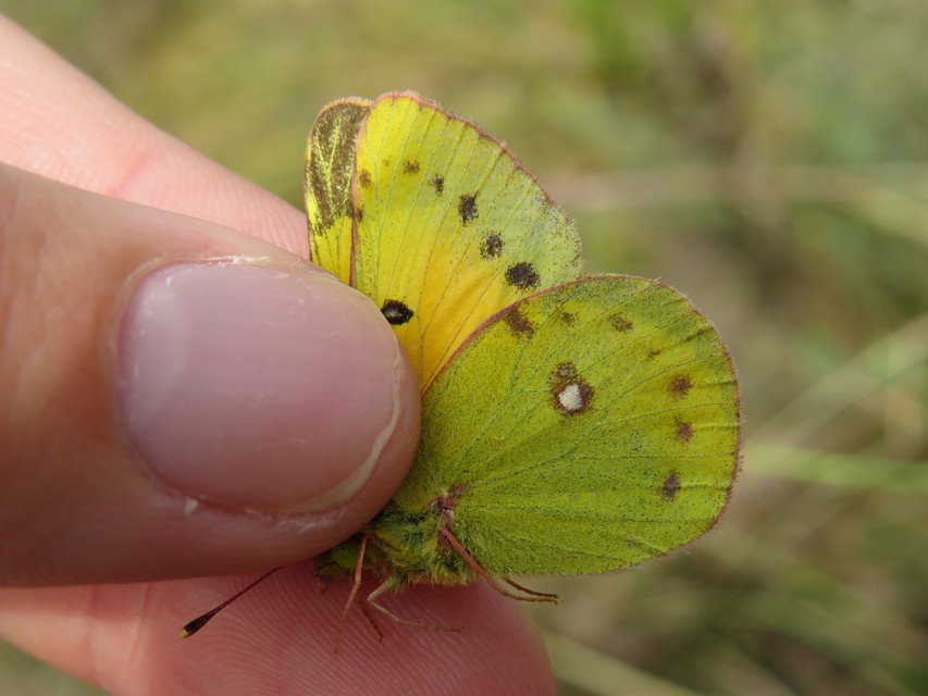 Colias chrysotheme - dolomit-kéneslepke