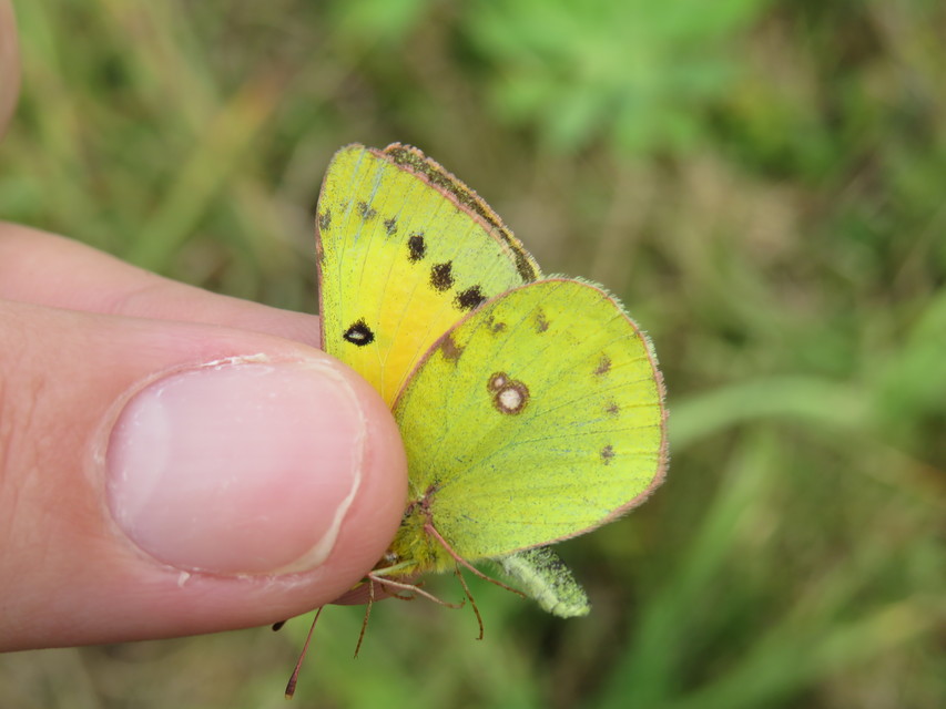 Colias chrysotheme - dolomit-kéneslepke