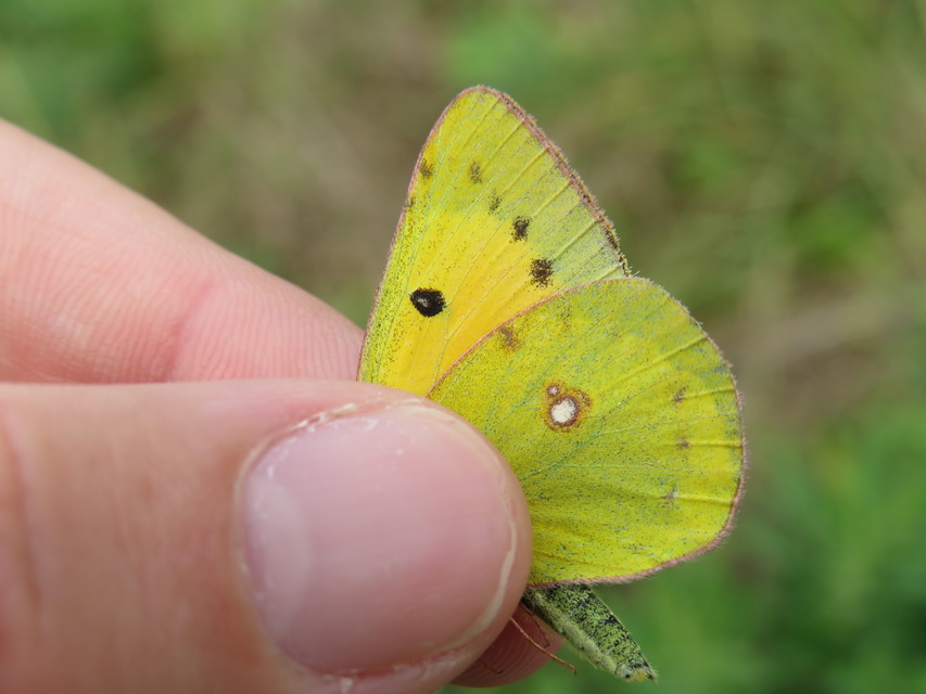 Colias chrysotheme - dolomit-kéneslepke