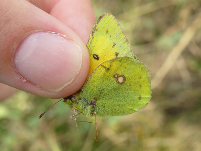 Colias chrysotheme - dolomit-kéneslepke