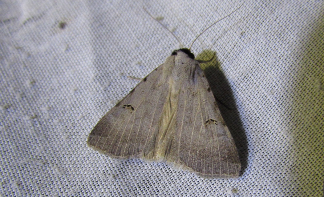 Lygephila craccae - gyakori csüdfűbagoly