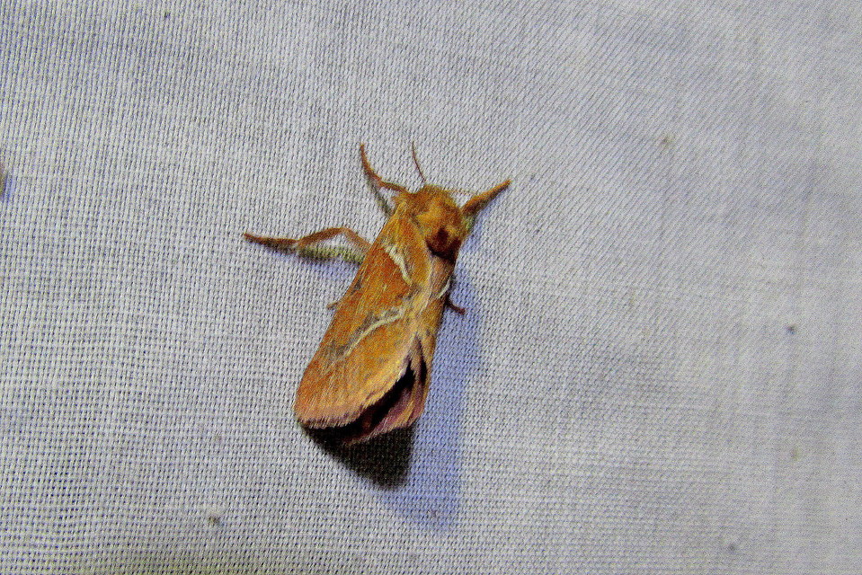 Triodia sylvina - kis gyökérrágólepke