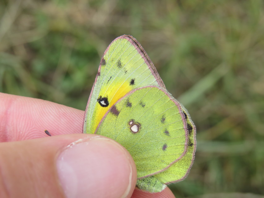 Colias chrysotheme - dolomit-kéneslepke