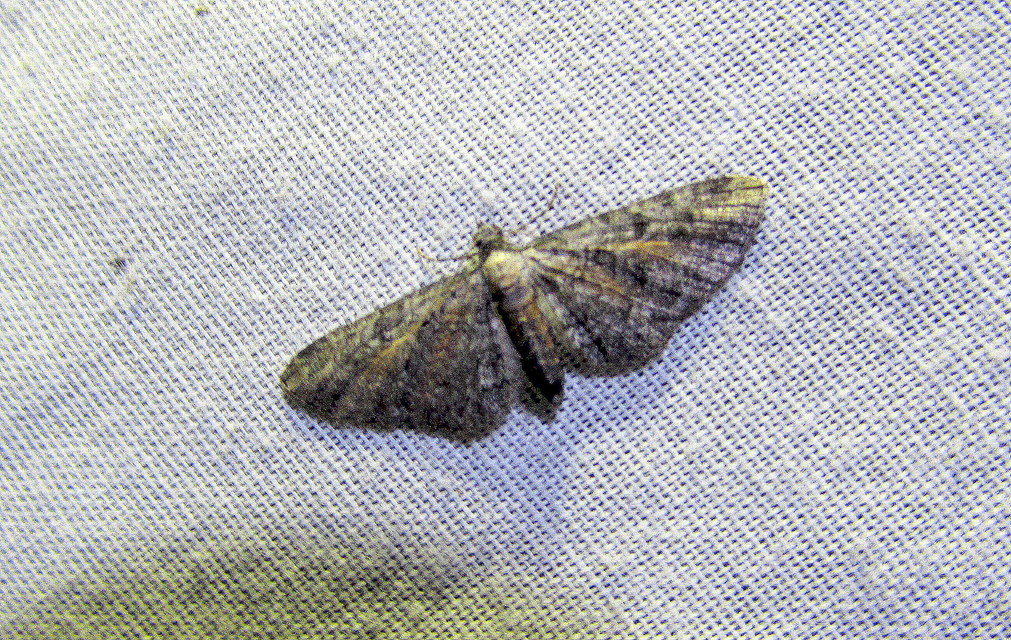 Eupithecia icterata - rozsdafoltos törpearaszoló