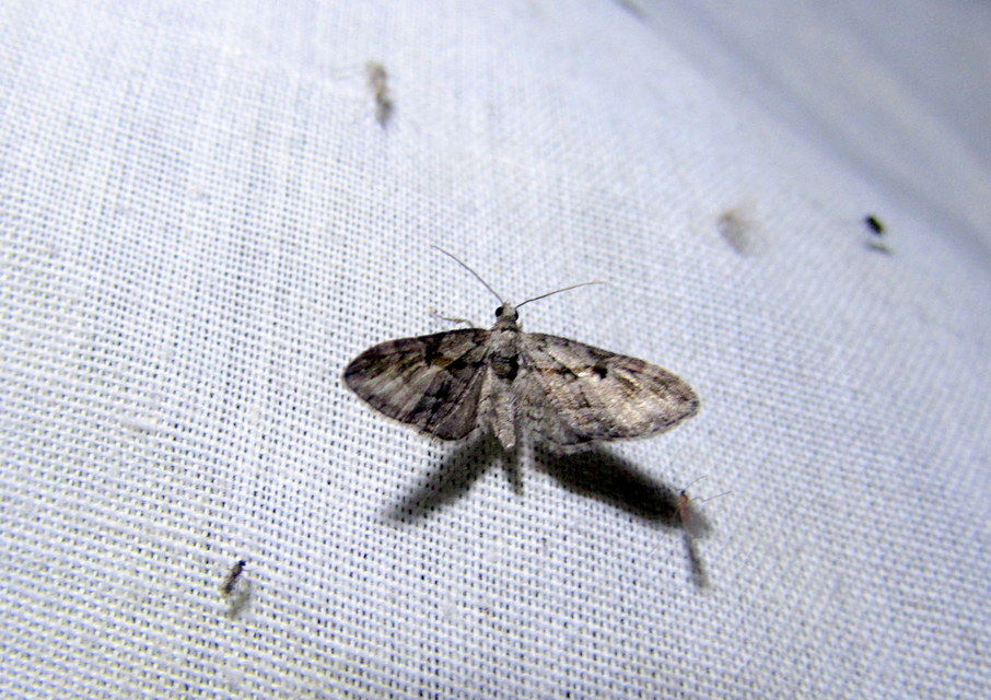 Eupithecia ericeata - feketefenyő-törpearaszoló