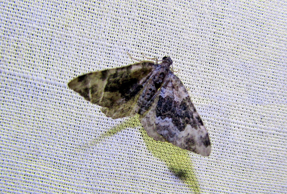 Epirrhoe galiata - sávos galajaraszoló