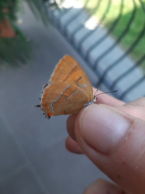 Thecla betulae - nyírfalepke