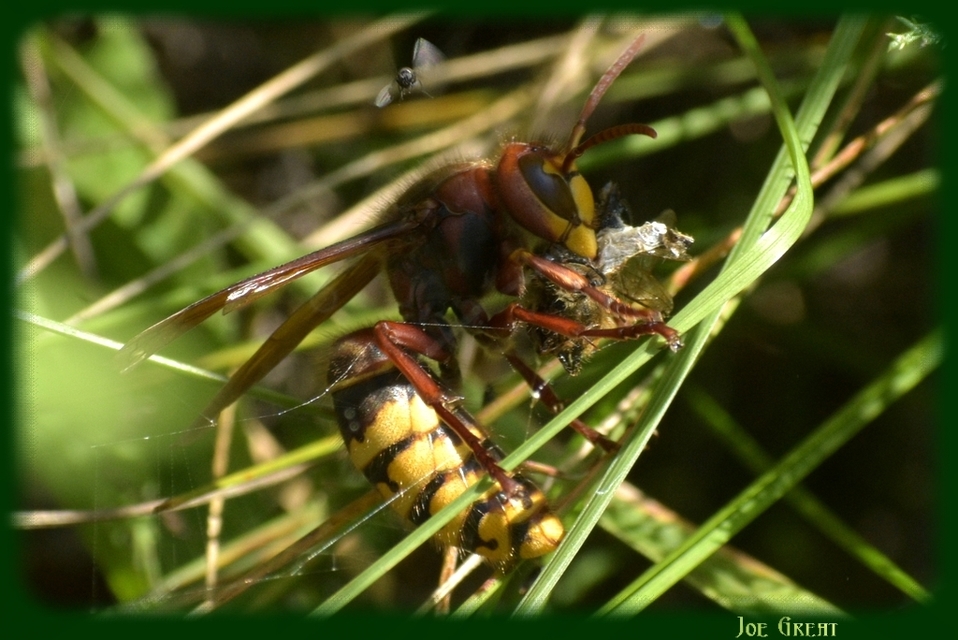 Vespa crabro - lódarázs
