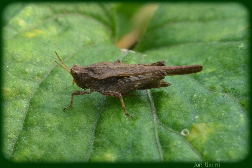 Tetrix subulata - közönséges tövishátúsáska