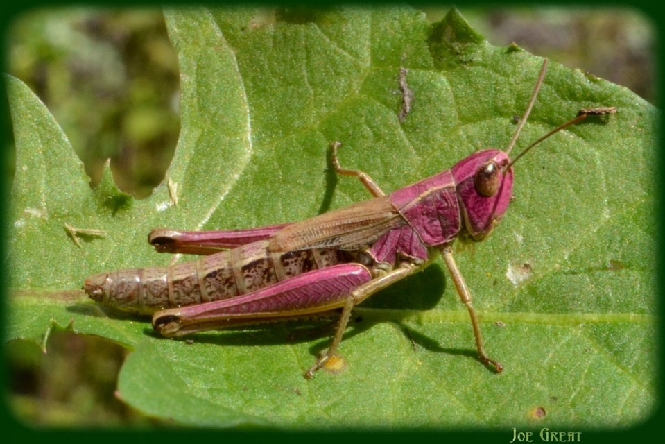 Pseudochorthippus parallelus - közönséges rétisáska