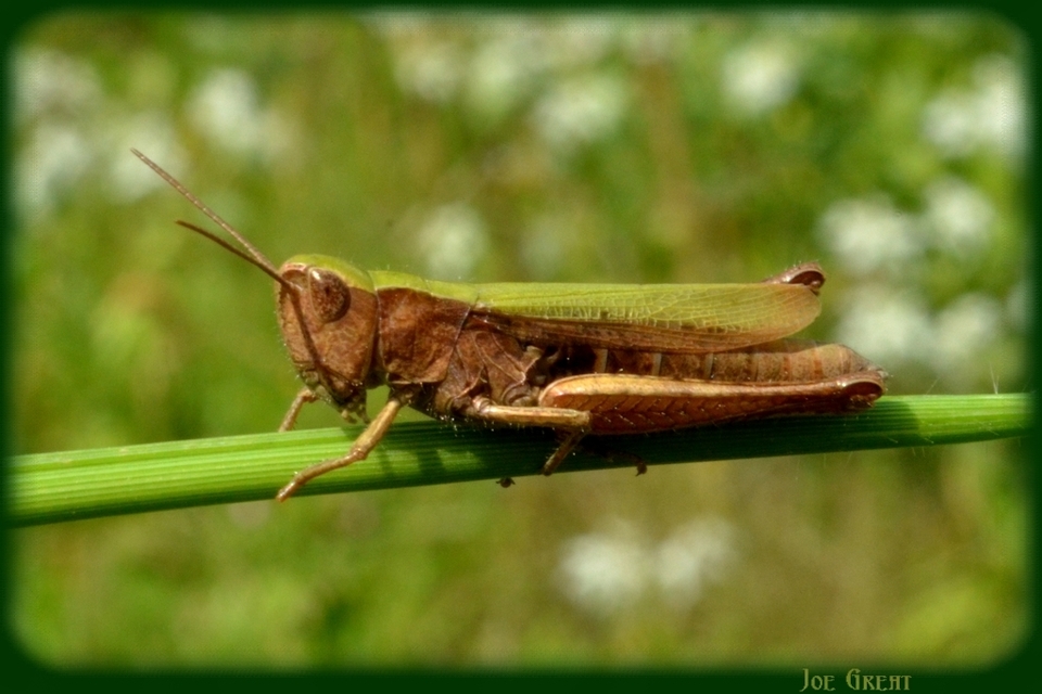 Chorthippus dorsatus - hátas rétisáska