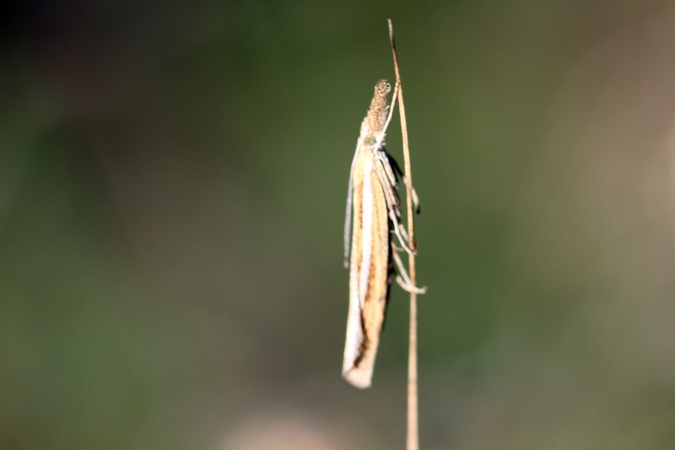 Crambinae