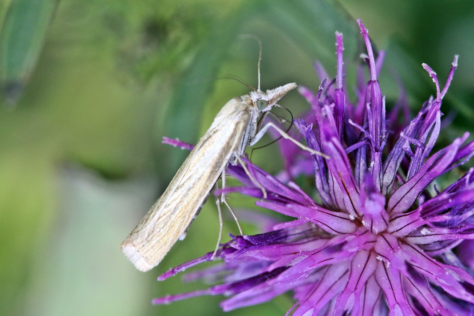 Agriphila