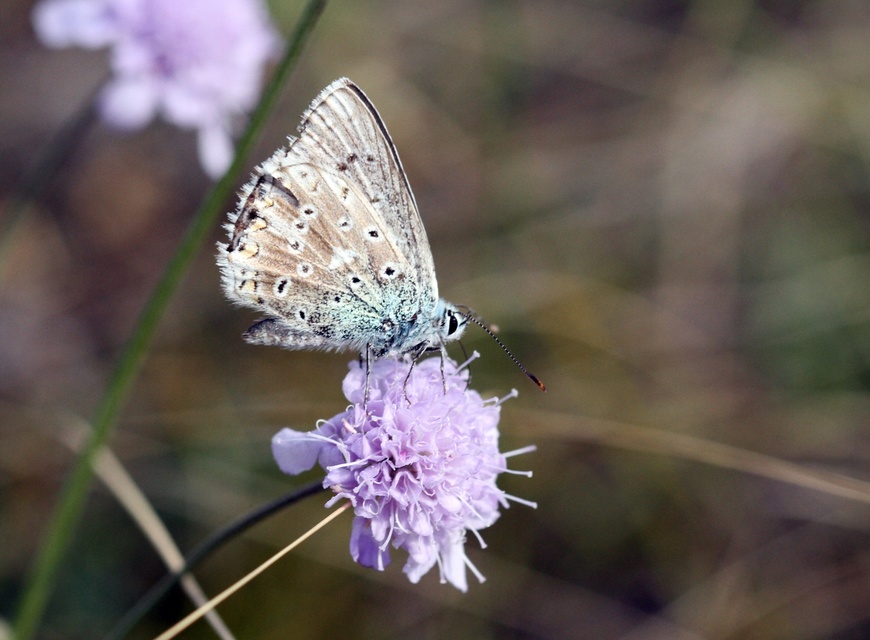 Polyommatus coridon - ezüstkék boglárka