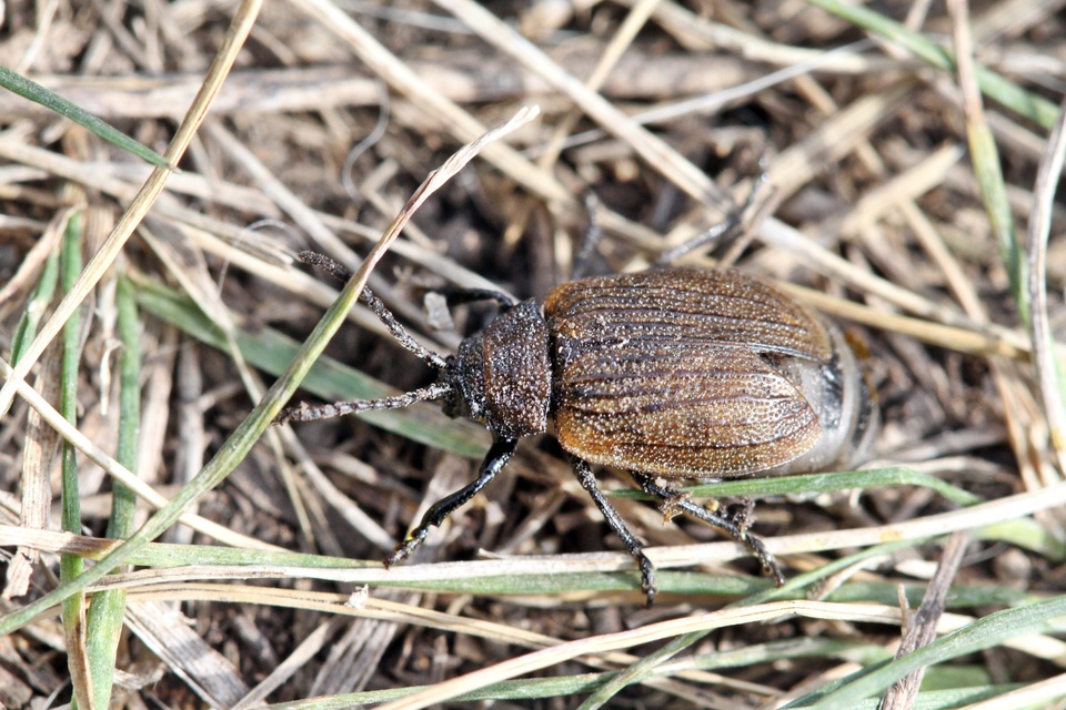 Galeruca pomonae - barna olajosbogár
