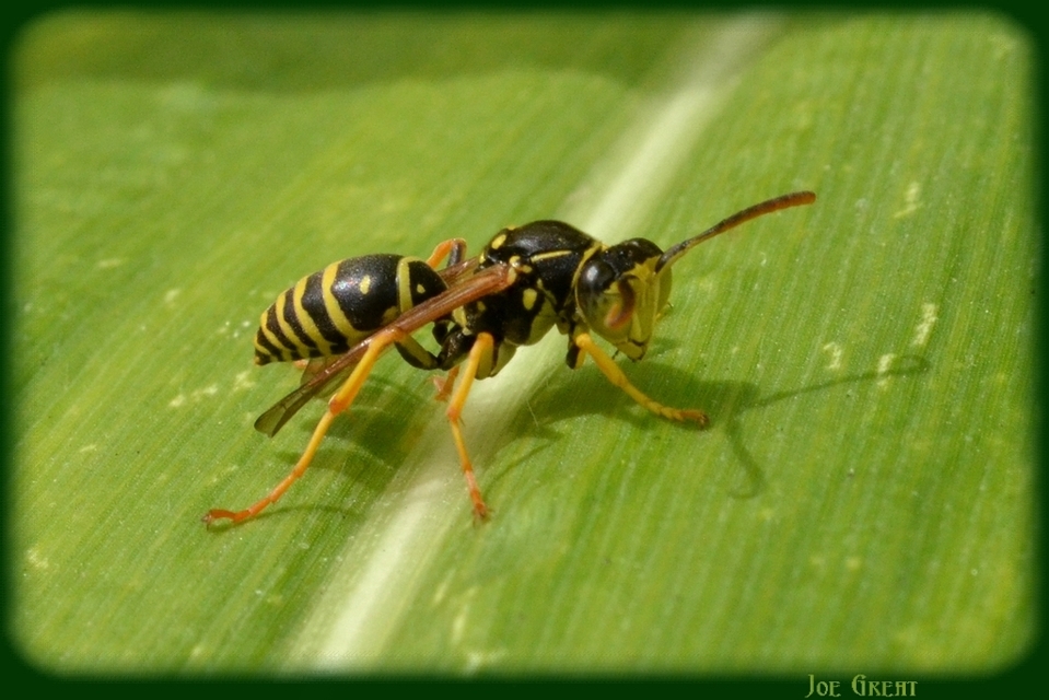 Polistes - papírdarazsak