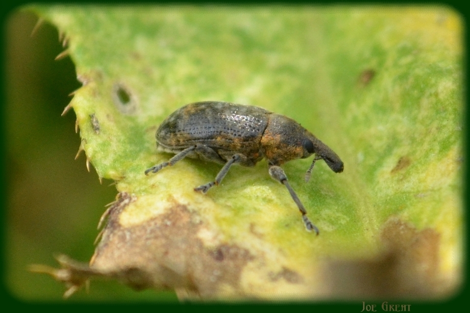 Larinus