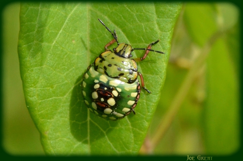 Nezara viridula - zöld vándorpoloska