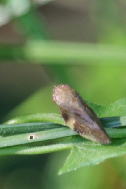 Aphrophora alni