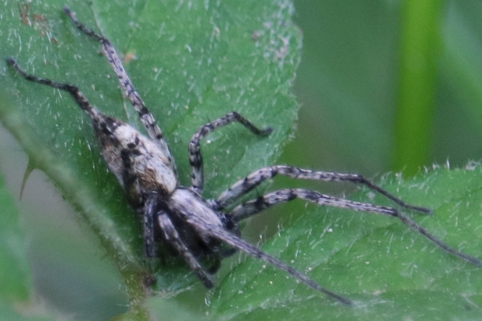 Anyphaena accentuata - jegyespók