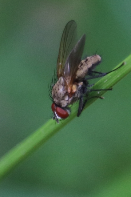 Anthomyiidae - viráglegyek
