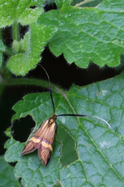 Nemophora degeerella - pompás tőrösmoly