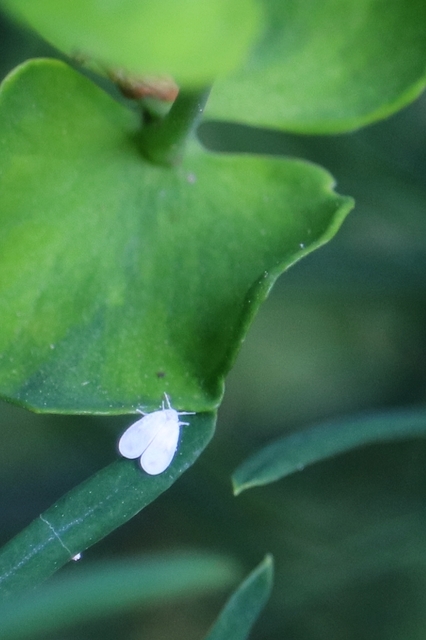 Aleyrodidae