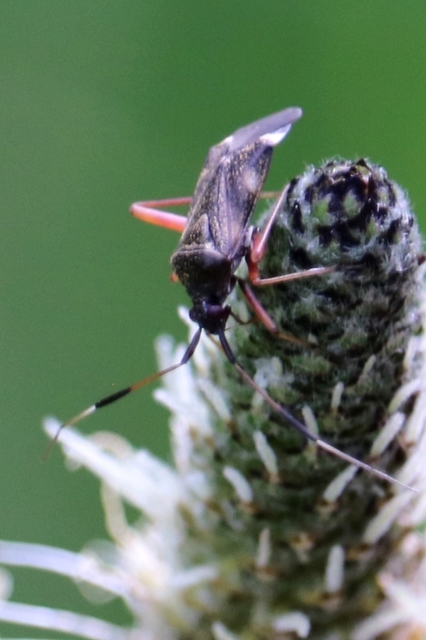 Closterotomus biclavatus - aranyszőrű mezeipoloska