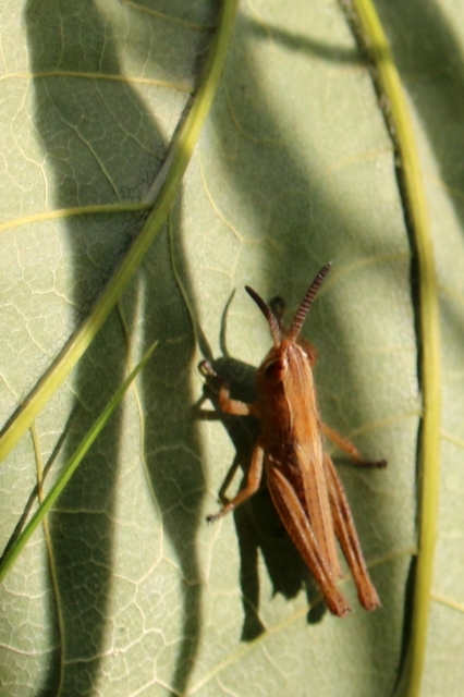 Chorthippus (Chorthippus) (subgenus)