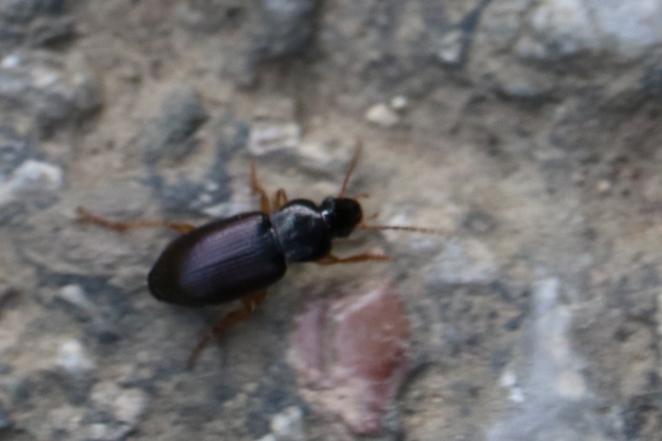 Parophonus