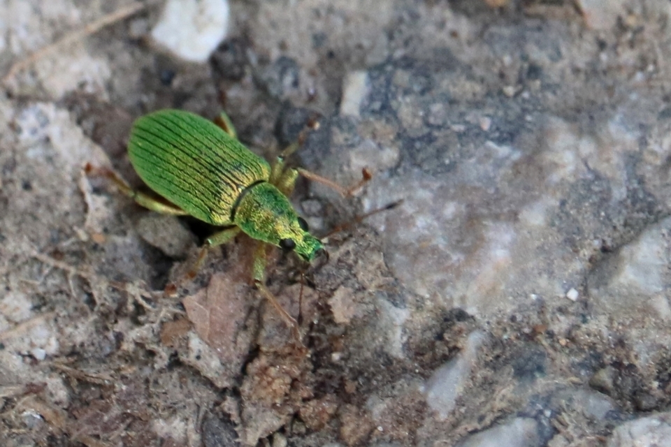 Polydrusus formosus - selymes lombormányos