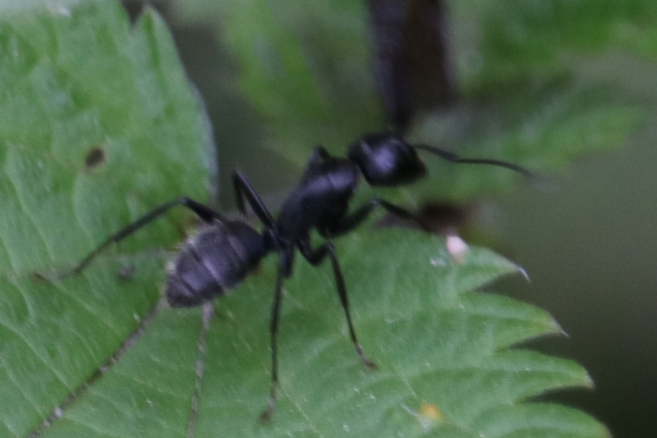 Camponotus vagus - fekete lóhangya