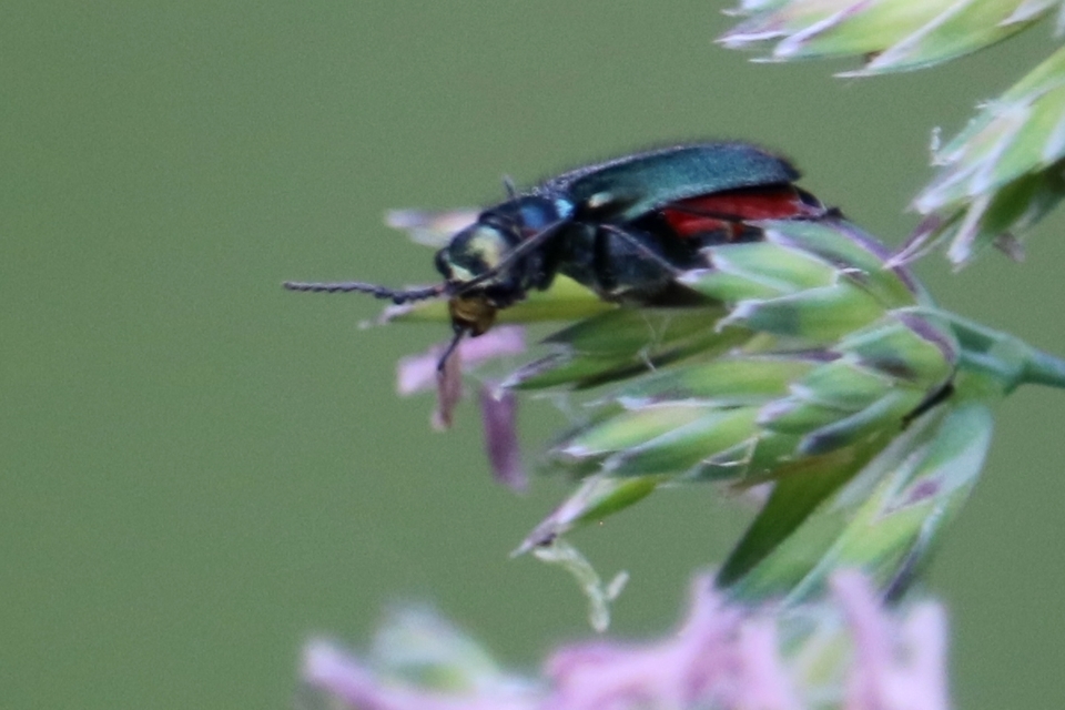 Malachius bipustulatus - kétfoltos bibircsesbogár