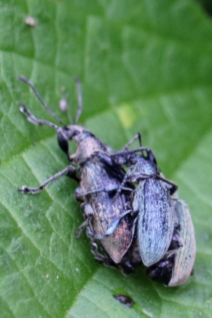 Phyllobius pomaceus - csalán-levélormányos