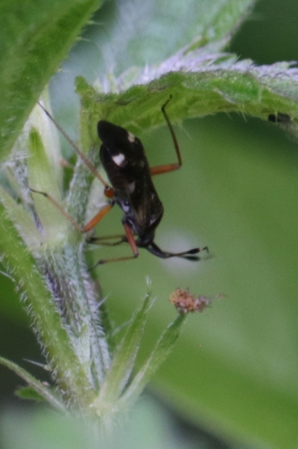Closterotomus biclavatus - aranyszőrű mezeipoloska