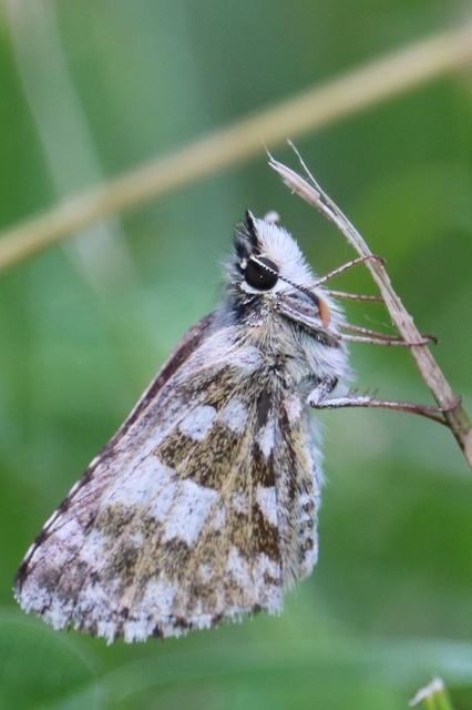 Pyrgus armoricanus - feles busalepke