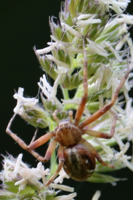 Philodromus buchari