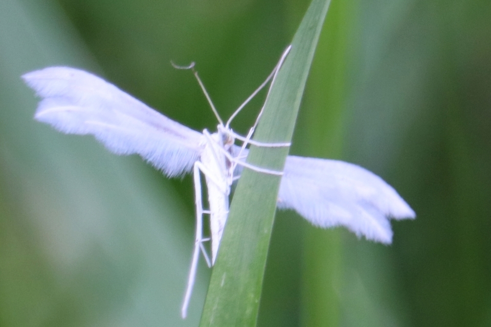 Pterophorus pentadactyla - fehér tollasmoly