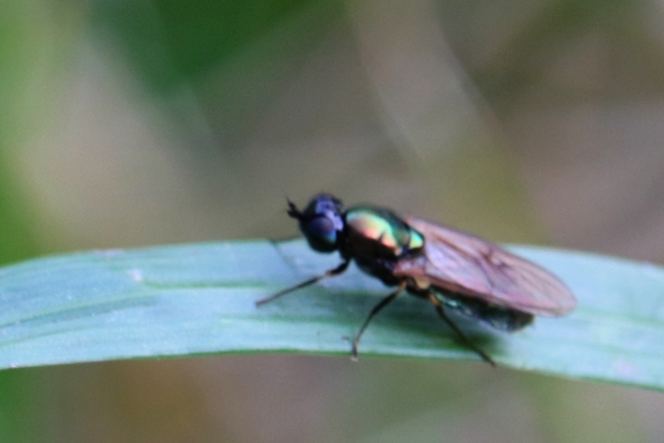 Chloromyia formosa - közönséges fémeslégy