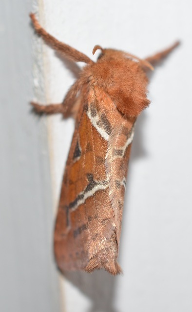 Triodia sylvina - kis gyökérrágólepke