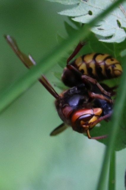 Vespa crabro - lódarázs