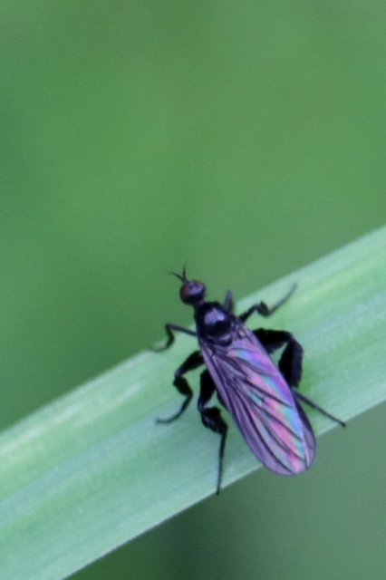 Empididae - táncoslegyek