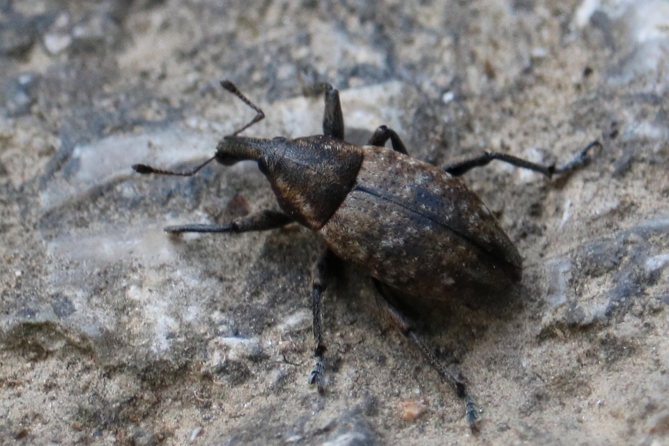 Lepyrus capucinus - pettyes fűzormányos